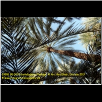 29583 05 0070 Dattelpalmen-Plantage, Al Ain, Abu Dhabi, Emirate 2017.jpg